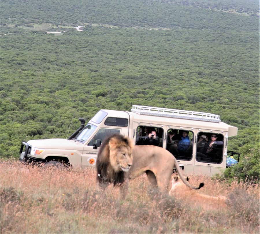 Addo National Park: Full-Day Safari Tour - Riding in the closed Toyota Land Cruiser