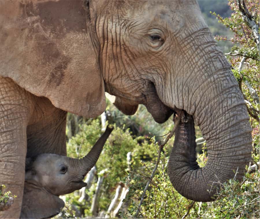 Addo National Park: Guided Half-Day Safari - Four hours in Addo Main Camp