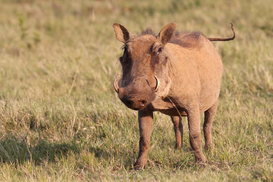 Addo National Park: Guided Half-Day Safari - The local stories behind the animals