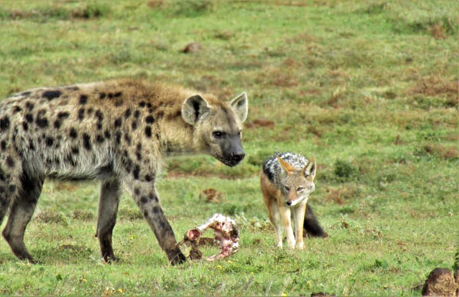 Addo National Park: Guided Half-Day Safari - Simple preparation for the morning or afternoon
