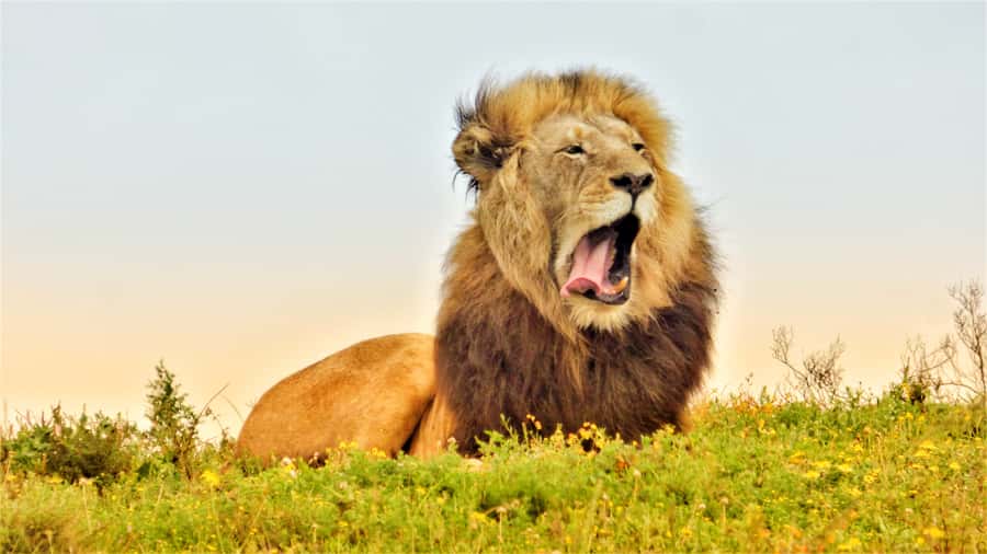 Addo National Park: Guided Half-Day Safari - Why the guide matters more than the route