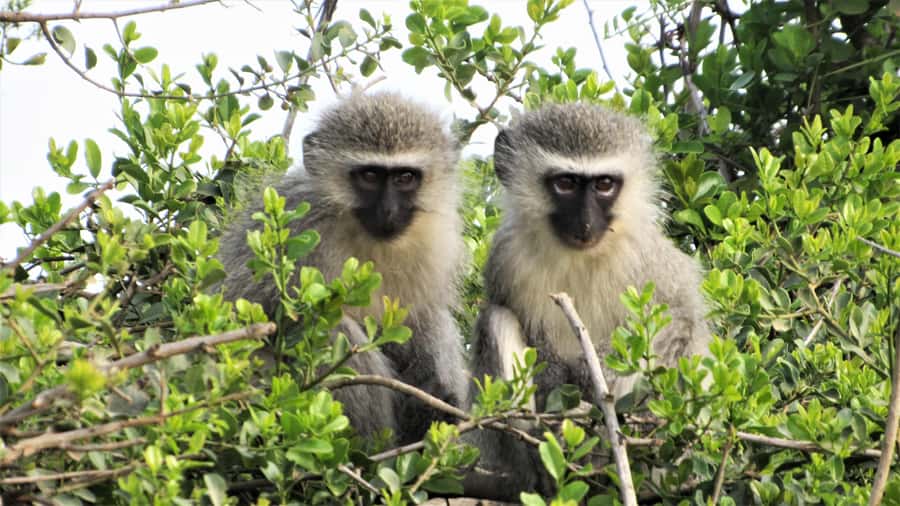 Addo River Safari - Guided Tour via Canoe - Birdwatching is the main attraction