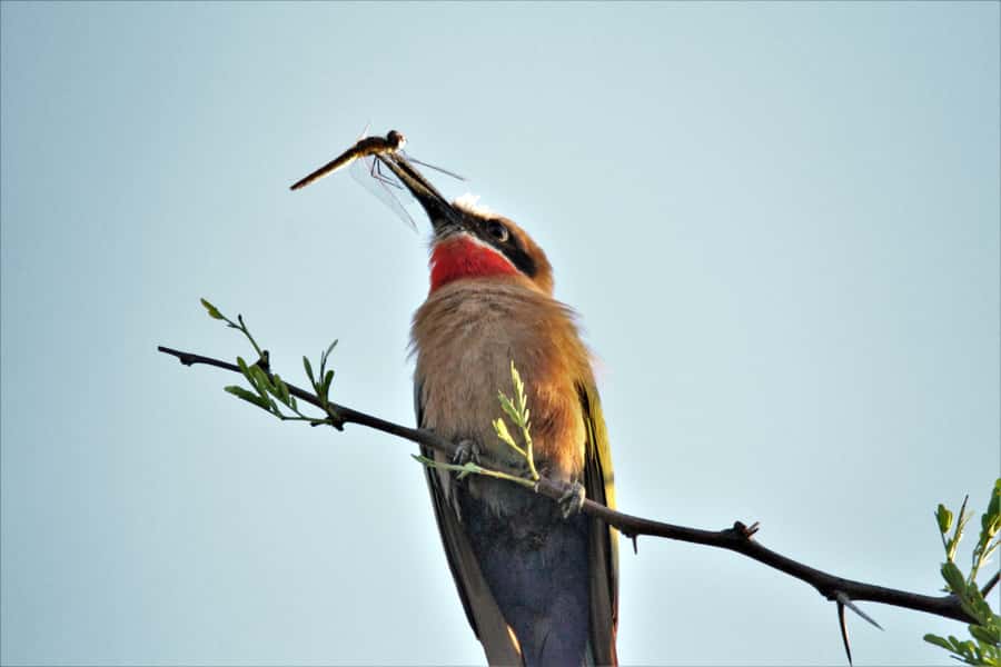 Addo River Safari - Guided Tour via Canoe - Weather and river conditions matter