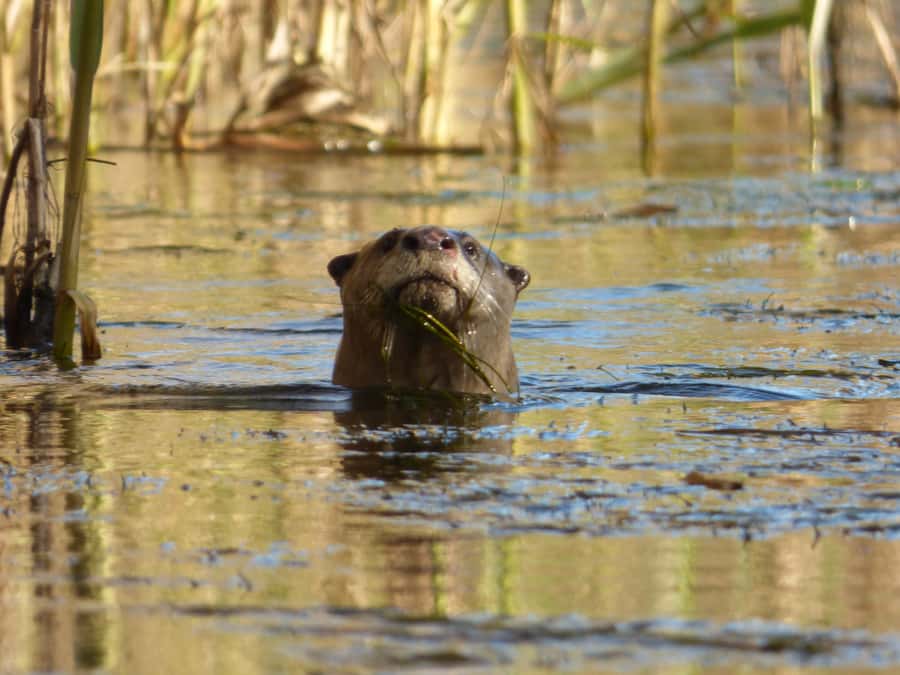 Addo River Safari - Guided Tour via Canoe - Who will enjoy this Addo canoe safari?