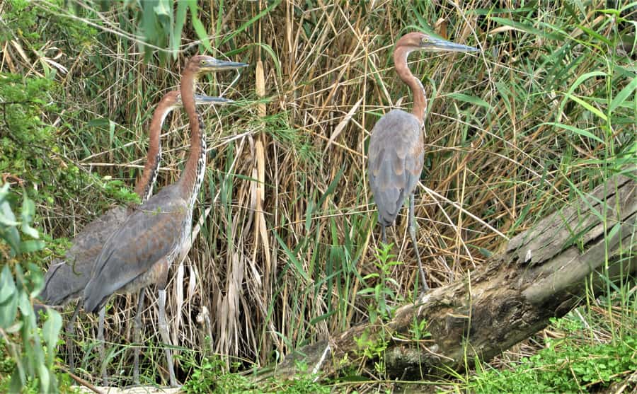 Addo River Safari - Guided Tour via Canoe - Booking details and the cancellation warning