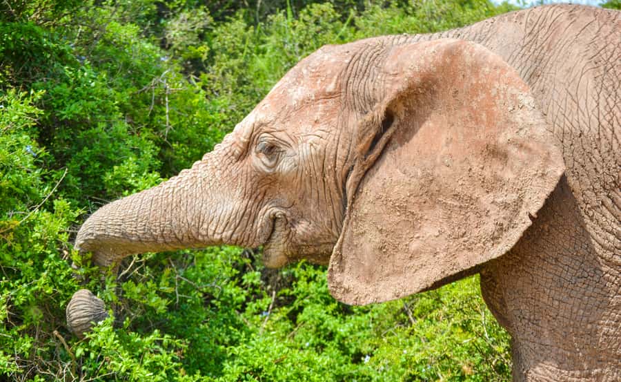 Addo Safari Full Day Tour - Key points about the Addo safari