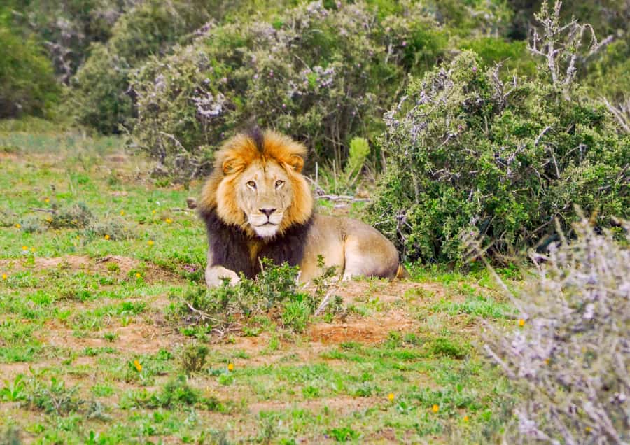 Addo Safari Full Day Tour - Starting at A Taste of Africa in Colchester