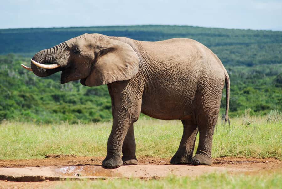 Addo Safari Full Day Tour - Riding in a closed safari vehicle