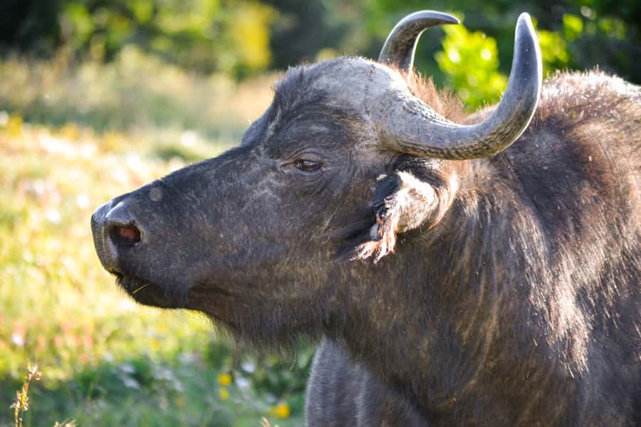 Addo Safari Full Day Tour - Guiding that adds real value