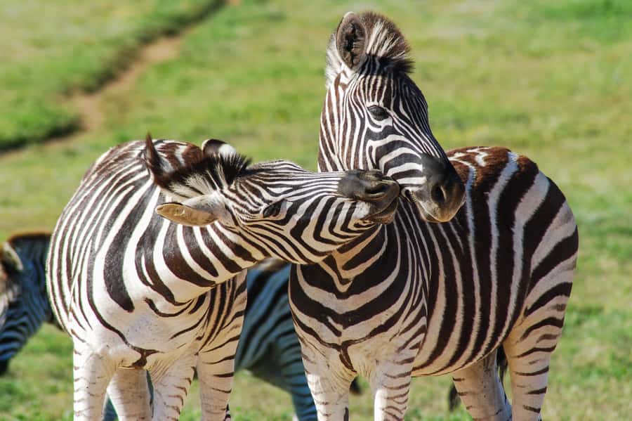 Addo Safari Full Day Tour - What the day feels like in practice