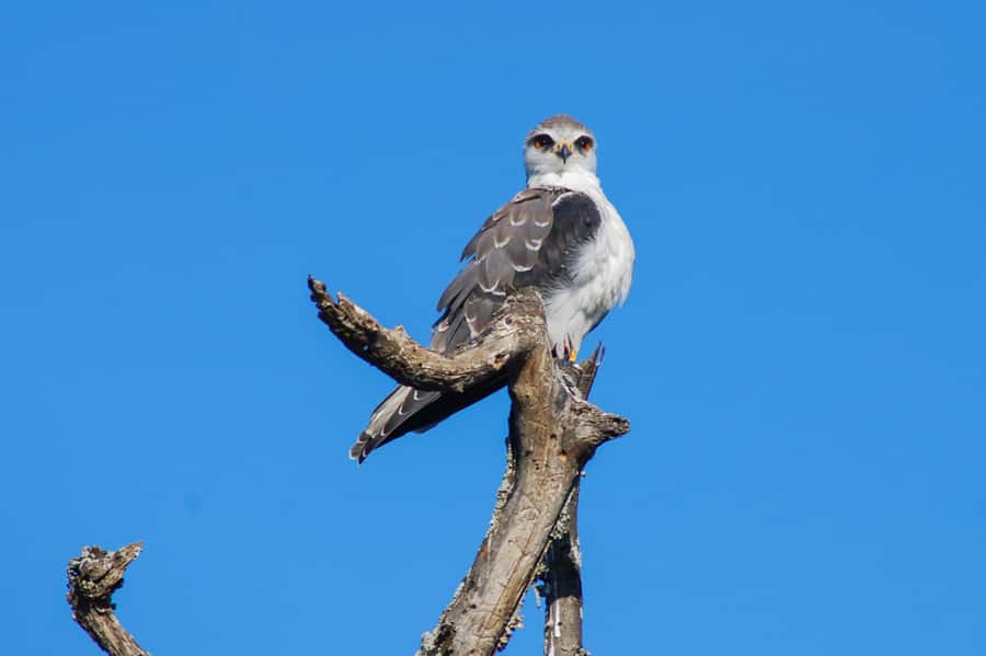 Addo Safari Full Day Tour - Who will enjoy this most
