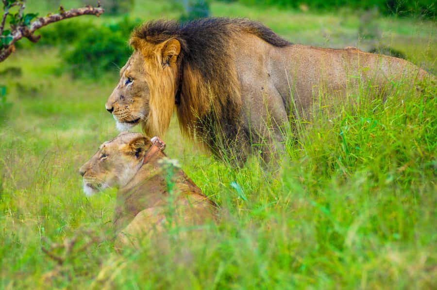 Addo Safari Full Day Tour - Why a nine-hour safari makes sense