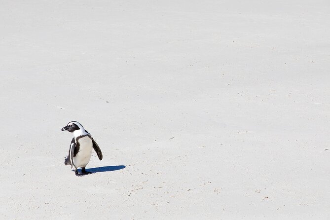 African Penguins (Boulders Beach) Half Day tour from Cape Town - Bo-Kaap in 20 minutes