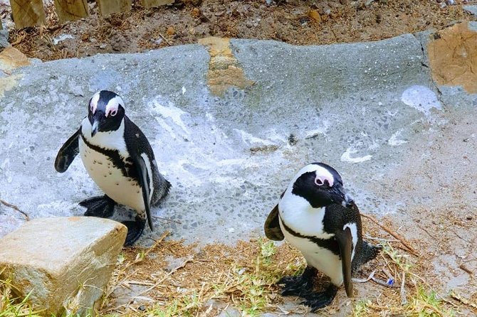 African Penguins (Boulders Beach) Half Day tour from Cape Town - Price, timing, and overall value