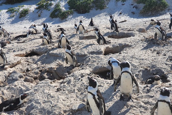 African Penguins (Boulders Beach) Half Day tour from Cape Town - Who should book this tour