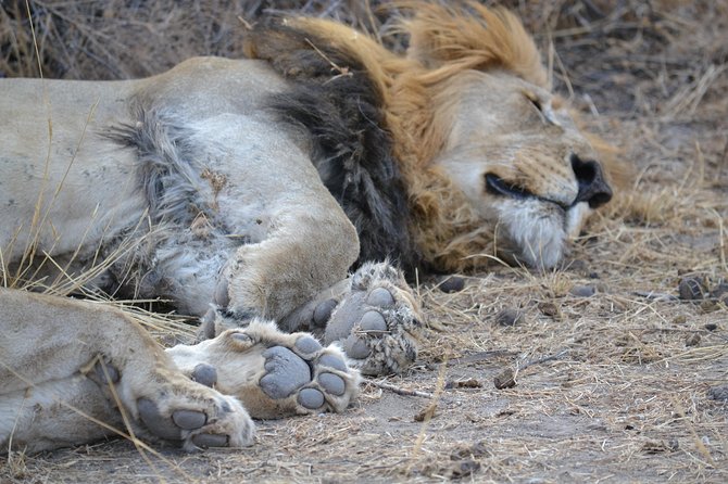 African Safari in Pilanesberg National Park - 1 day adventure - Why Pilanesberg works well for a Johannesburg safari
