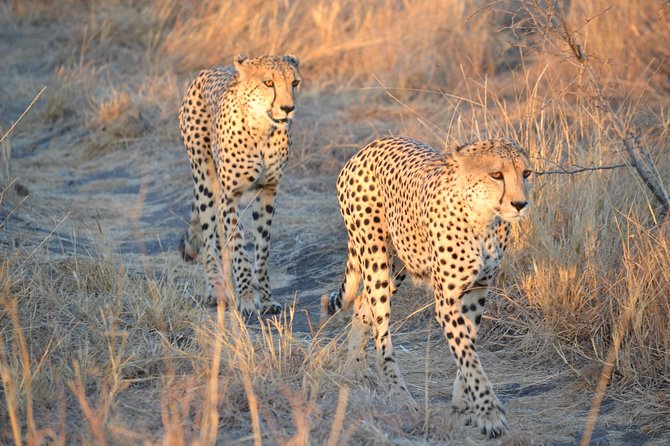 African Safari in Pilanesberg National Park - 1 day adventure - The drive to the reserve