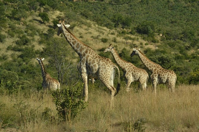 African Safari in Pilanesberg National Park - 1 day adventure - How the private format changes the day