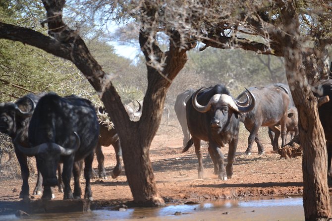 African Safari in Pilanesberg National Park - 1 day adventure - Is $132.69 per person good value?