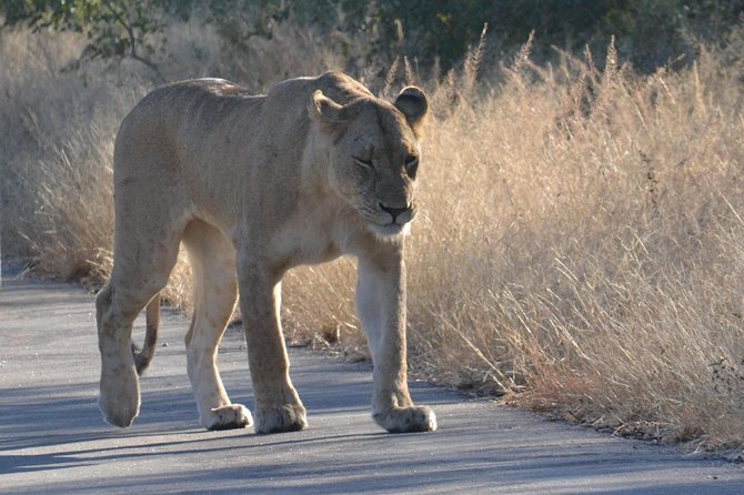 African Safari in Pilanesberg National Park - 1 day adventure - The three-hour open vehicle game drive