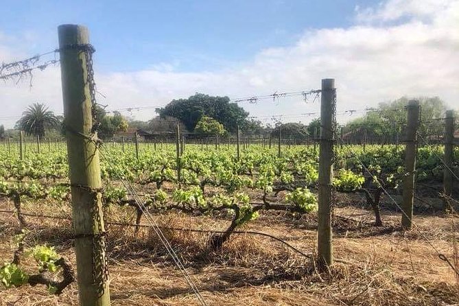African Story Wine Tours in the Cape Winelands - Why this tour works well from Cape Town