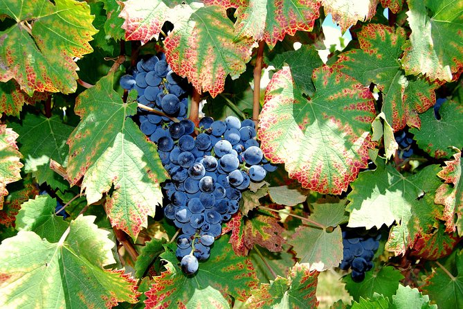 African Story Wine Tours in the Cape Winelands - What the $102.95 price really covers