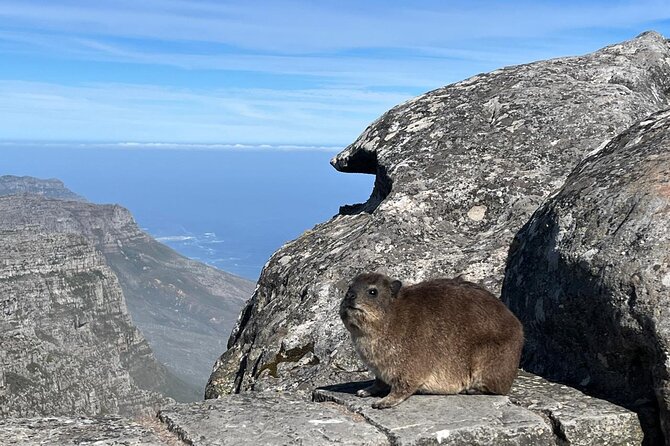 African Wonder of Nature Table Mountain Hike. - Who should book this hike?