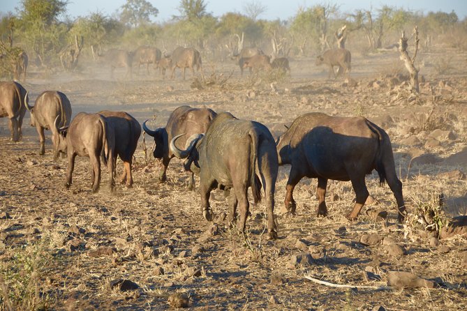 All Inclusive 2 Day Kruger Safari from Johannesburg - The final drive and return to Johannesburg