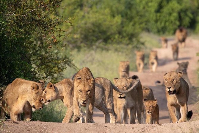 All Inclusive 2 Day Kruger Safari from Johannesburg - What the guides add to the experience