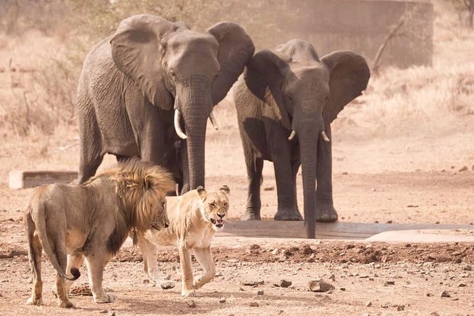 All Inclusive 3 Day Kruger Safari Adventure From Johannesburg - Evenings with braai, dinner, and a swimming pool
