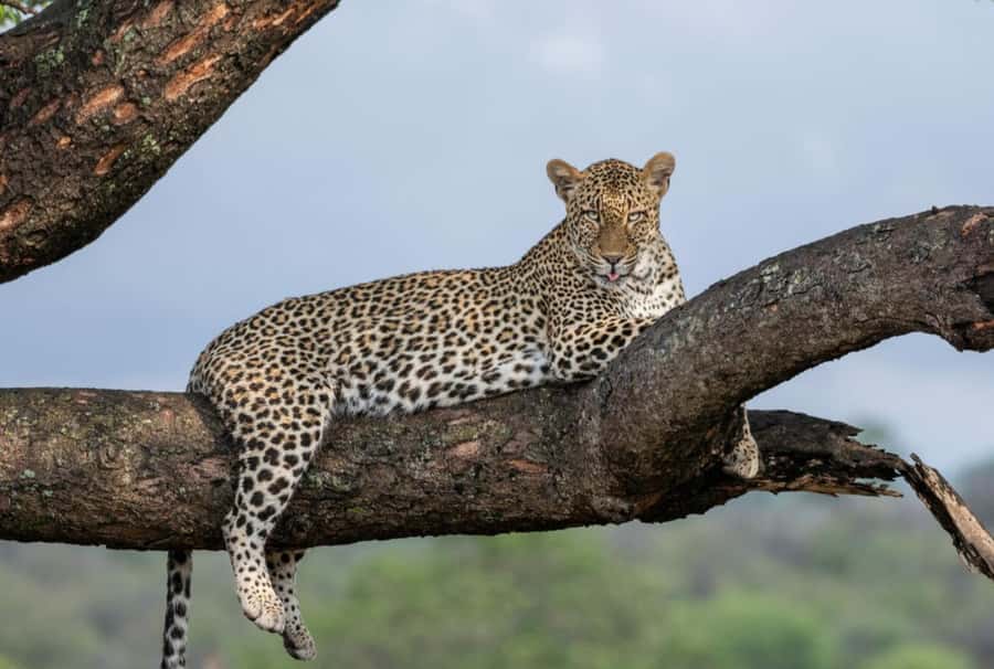 All Inclusive 3 Day Kruger Safari from Nelspruit - Who will enjoy this safari most
