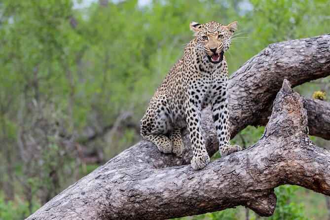 All inclusive BIG 5 Kruger 2 Day Safari from Johannesburg - What the $722.68 price really buys
