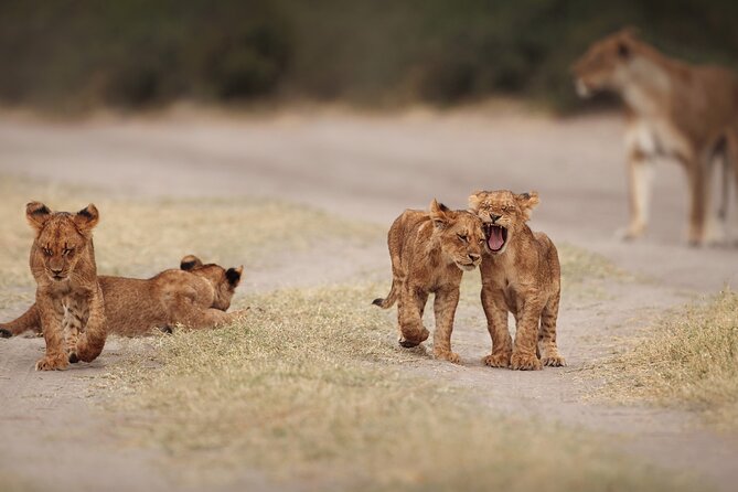 All inclusive BIG 5 Kruger 2 Day Safari from Johannesburg - The Hazyview overnight stop