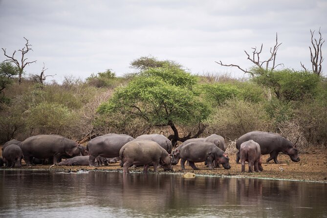 All inclusive BIG 5 Kruger 2 Day Safari from Johannesburg - Leaving Johannesburg at 7 am