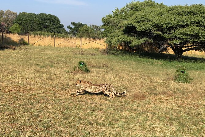Ann Van Dyk Cheetah Centre Tour from Johannesburg or Pretoria - Why the Ann Van Dyk Centre is worth your time