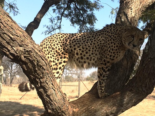 Ann Van Dyk Cheetah Centre Tour from Johannesburg or Pretoria - Choosing the weekend cheetah run