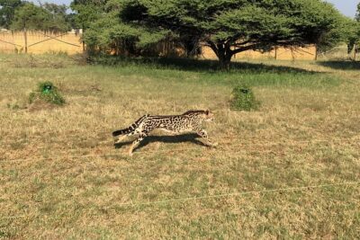 Ann Van Dyk Cheetah Centre Tour from Johannesburg or Pretoria