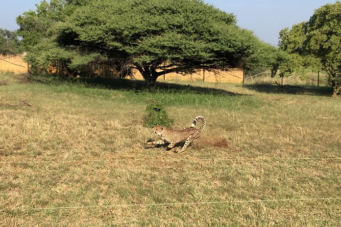 Ann Van Dyk Cheetah Centre Tour from Johannesburg or Pretoria - What to expect on a weekday
