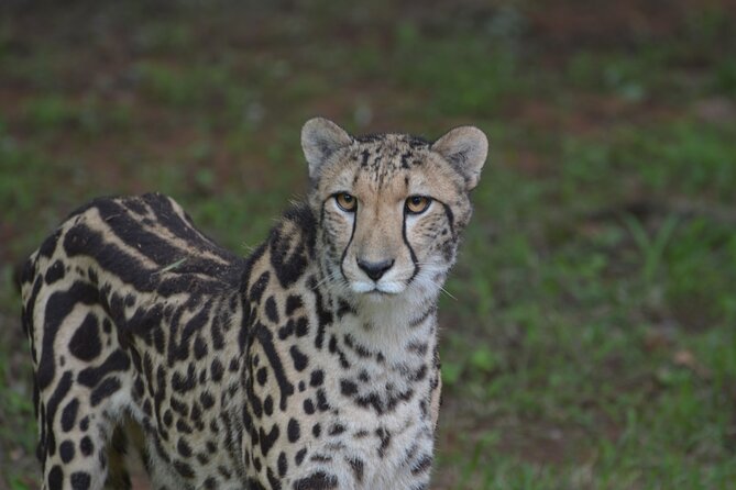 Ann Van Dyk Cheetah Centre Tour from Johannesburg or Pretoria - The African wild dogs deserve equal billing