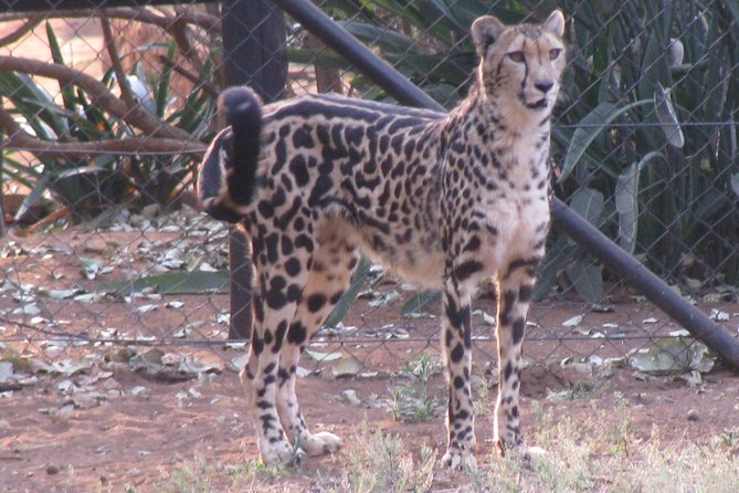 Ann Van Dyk Cheetah Centre Tour from Johannesburg or Pretoria - The rescued animals and the zoo question