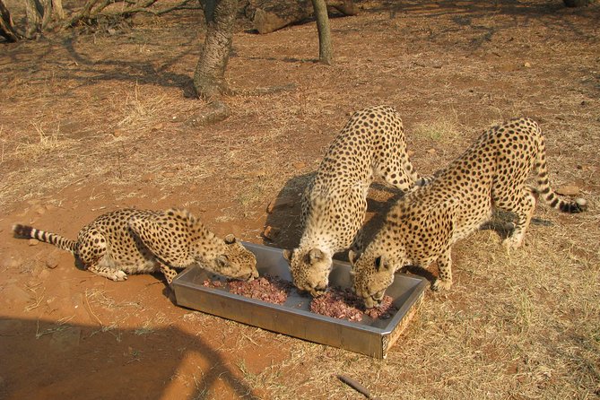 Ann Van Dyk Cheetah Centre Tour from Johannesburg or Pretoria - Is the $225.67 price good value?