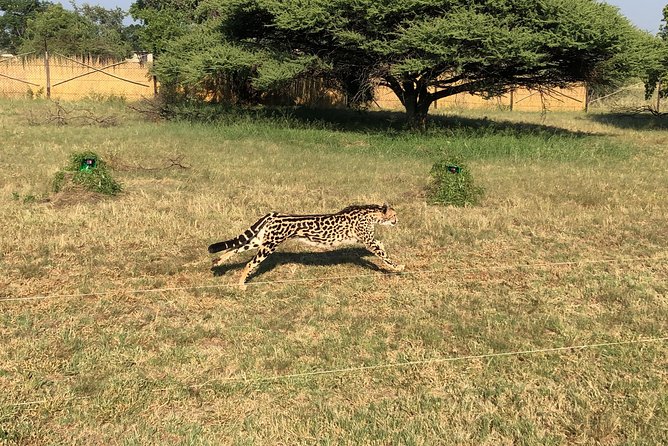 Ann Van Dyk Cheetah Centre Tour from Johannesburg or Pretoria - What happens at the centre