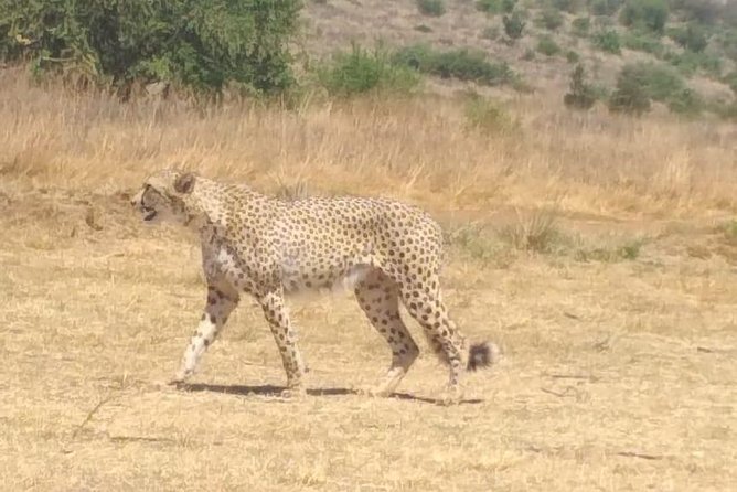 Ann van Dyk Cheetah Centre - Key points to know before you book