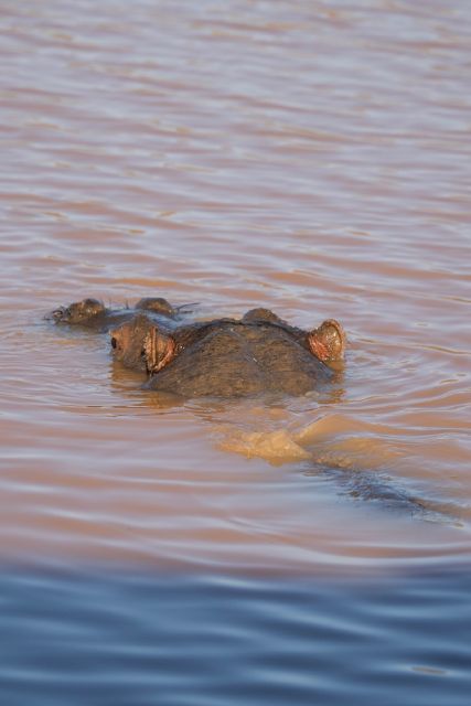 Aquila Game Reserve: Afternoon Safari - The buffet lunch at 12:30 PM