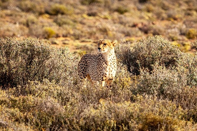Aquila Game Reserve Big 5 Safari with Wine Tasting and Lunch - A Long Day That Packs In Two South African Classics