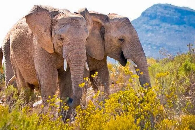 Aquila Game Reserve Big 5 Safari with Wine Tasting and Lunch - Leaving Cape Town at 7:00 am