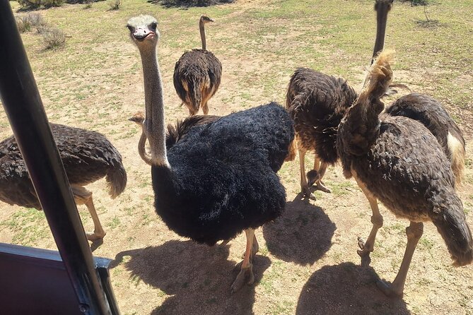 Aquila Game Reserve Big 5 Safari with Wine Tasting and Lunch - Five Hours Inside the Reserve