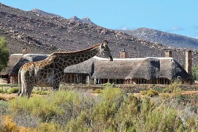 Aquila Game Reserve Big 5 Safari with Wine Tasting and Lunch - Big 5 Expectations and Wildlife Viewing