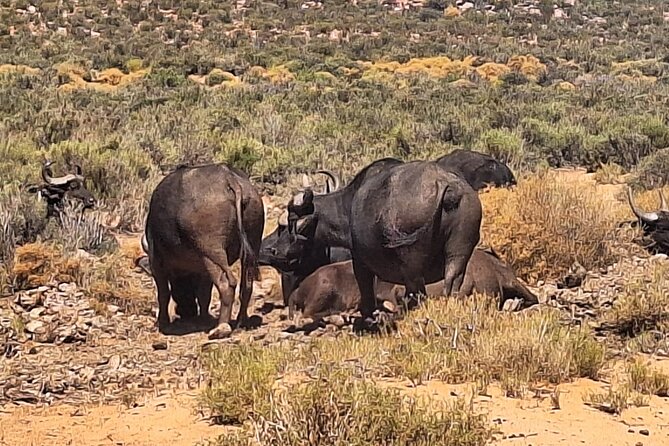 Aquila Game Reserve Big 5 Safari with Wine Tasting and Lunch - The Ride Back to Cape Town