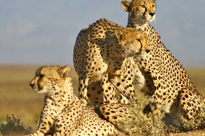 Aquila Game Reserve Big 5 Safari with Wine Tasting and Lunch - What the $131.98 Price Really Covers